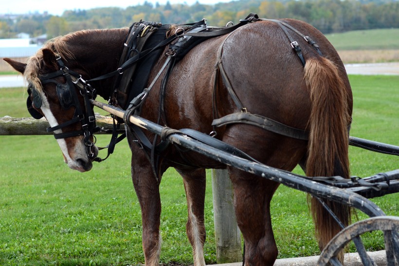 Amish horse