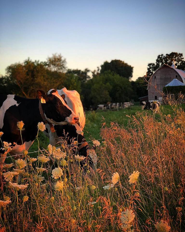 cows and sunset